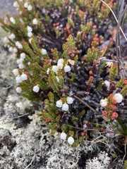 Cassiope ericoides
