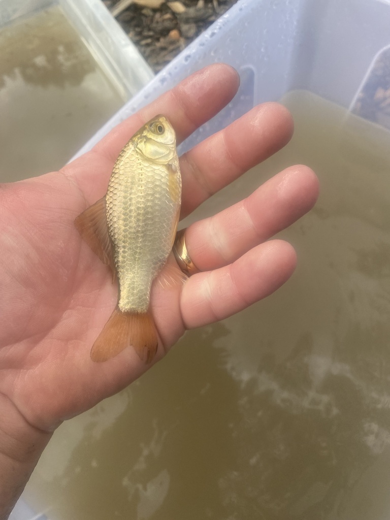 Goldfish from Walker Flat, SA, AU on September 18, 2021 at 02:25 PM by ...