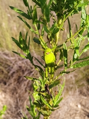 Anacridium aegyptium