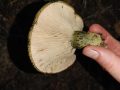 Lactarius atroviridis