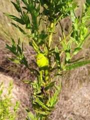 Anacridium aegyptium