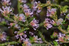 Erica ericoides