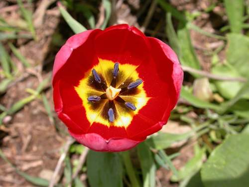 Tulipa julia