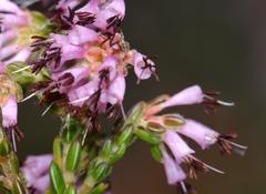 Erica ericoides