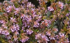 Erica ericoides