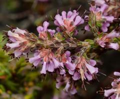 Erica ericoides