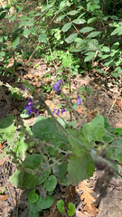 Salvia forskaehlei