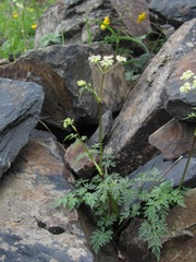 Anthriscus ruprechtii