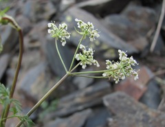 Anthriscus ruprechtii