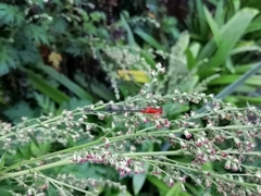 Pseudagrion pilidorsum