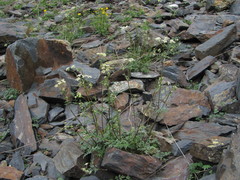 Anthriscus ruprechtii