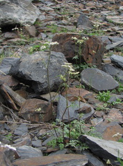 Anthriscus ruprechtii