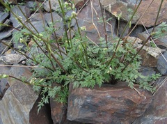 Anthriscus ruprechtii