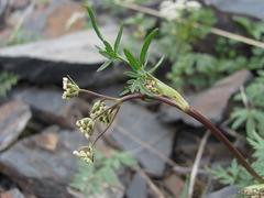 Anthriscus ruprechtii