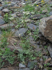 Anthriscus ruprechtii