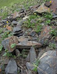 Anthriscus ruprechtii