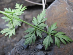 Anthriscus ruprechtii