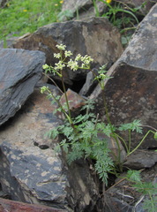 Anthriscus ruprechtii