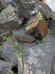 Anthriscus ruprechtii