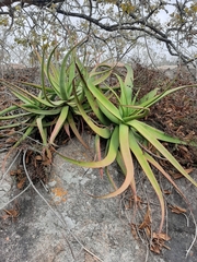 Aloe spicata