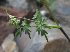 Anthriscus ruprechtii