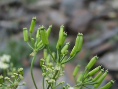 Anthriscus ruprechtii