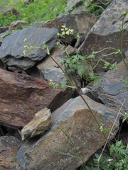 Anthriscus ruprechtii