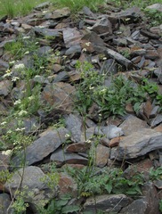 Anthriscus ruprechtii