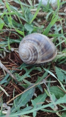 Helix lucorum
