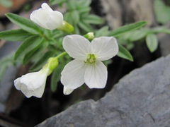 Cardamine bipinnata