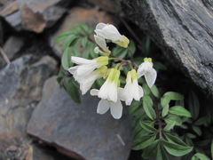 Cardamine bipinnata