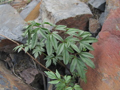 Cardamine bipinnata