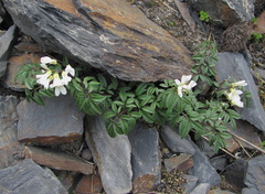 Cardamine bipinnata