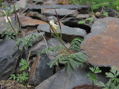 Cardamine bipinnata