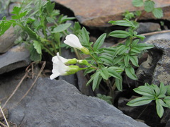 Cardamine bipinnata