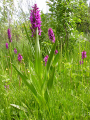 Dactylorhiza umbrosa