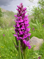 Dactylorhiza umbrosa