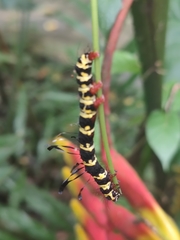 Tinolius eburneigutta