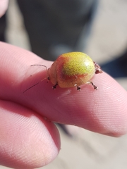 Paropsisterna pictipes