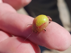 Paropsisterna pictipes