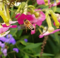 Apis mellifera