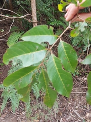 Ackama paniculata