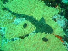 Haploblepharus pictus