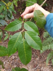 Ackama paniculata