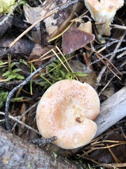 Paralepista gilva