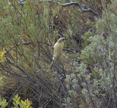 Ptilotula keartlandi