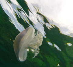 Pseudorhiza haeckeli