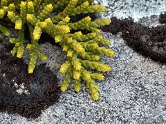 Veronica tetragona subsimilis