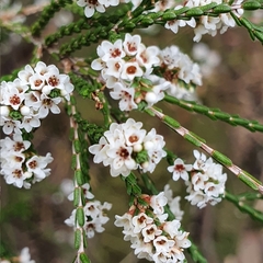 Micromyrtus ciliata