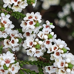 Micromyrtus ciliata